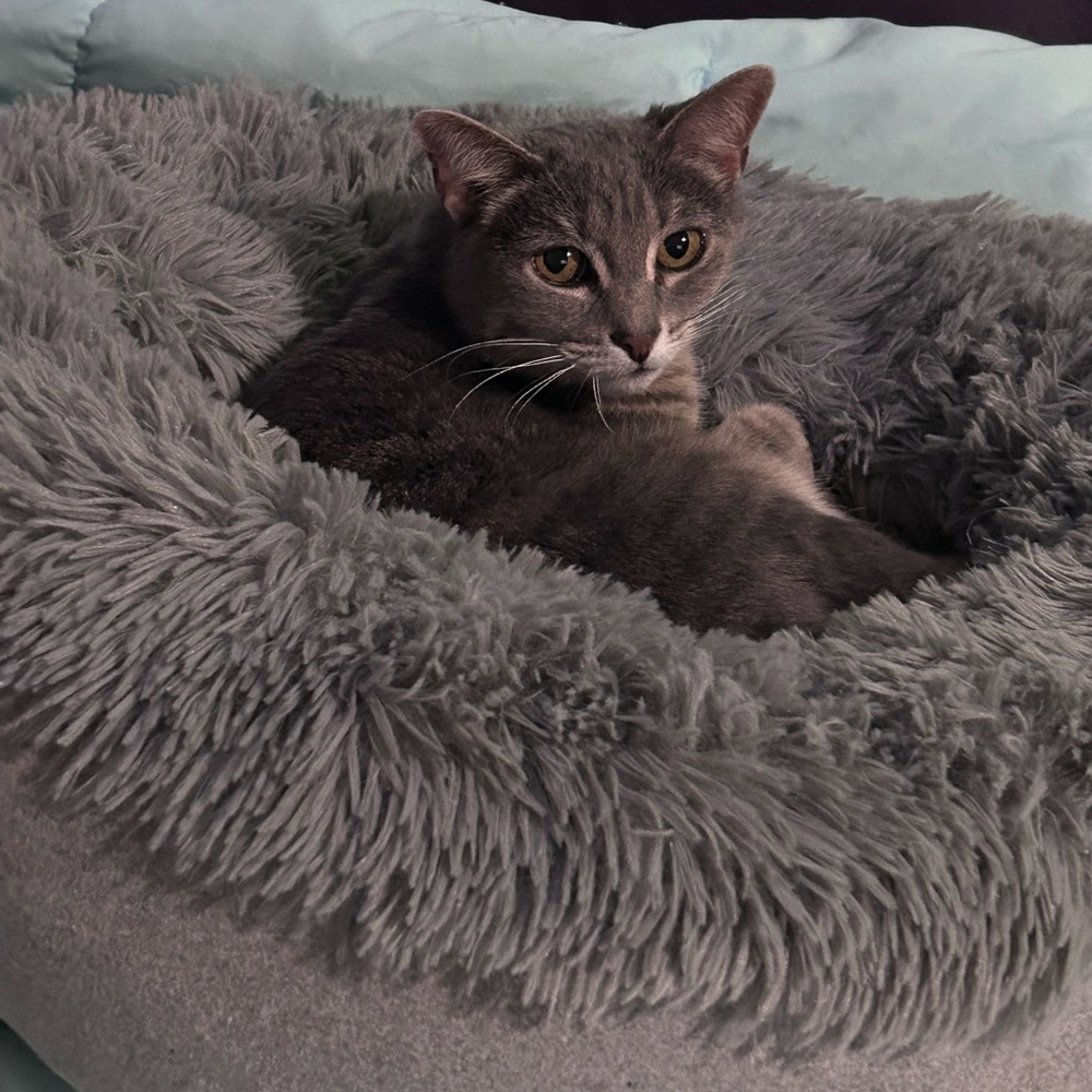 Meet your Posher, Astra